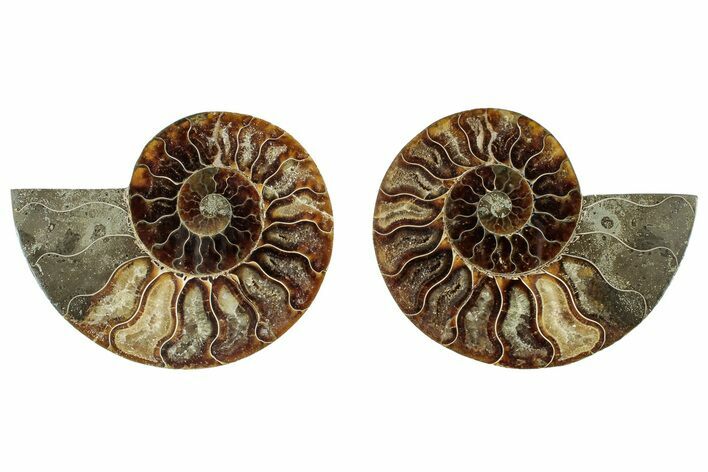 Cut & Polished, Agatized Ammonite Fossil - Madagascar #317698